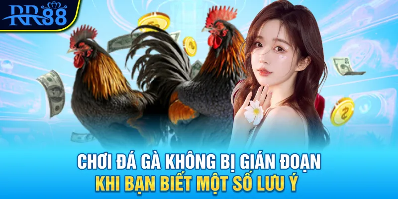 Chơi đá gà RR88 không bị gián đoạn khi bạn biết một số lưu ý