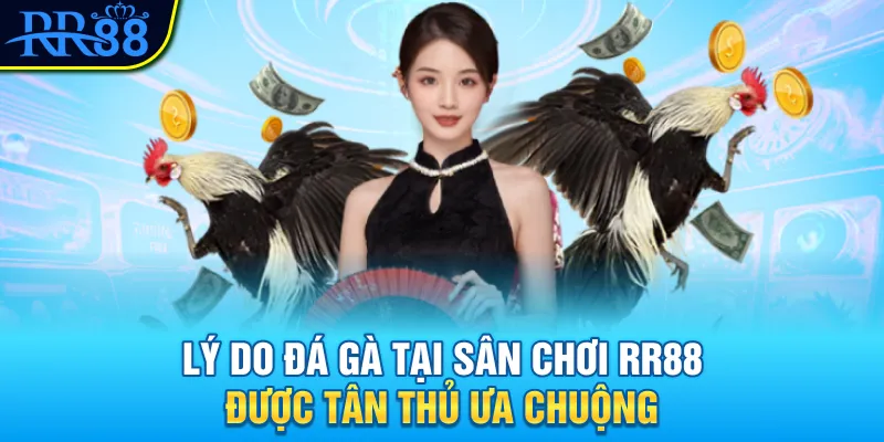 Lý do đá gà tại sân chơi RR88 được tân thủ ưa chuộng