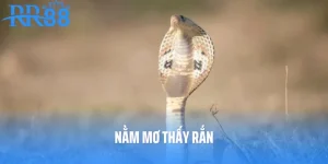 Nằm mơ thấy rắn