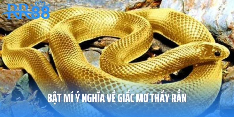Bật mí ý nghĩa về giấc mơ thấy rắn