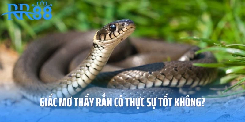 Giấc mơ thấy rắn có thực sự tốt không?