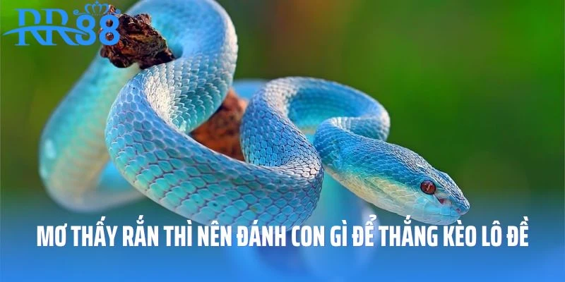 Mơ thấy rắn thì nên đánh con gì để thắng kèo lô đề